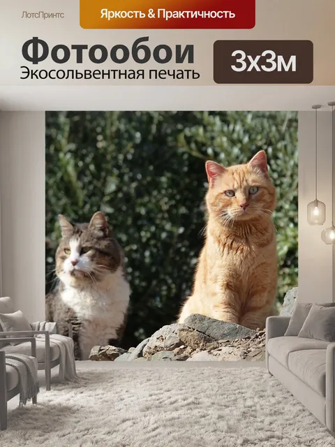 Фотообои Кошки