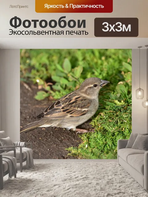 Фотообои Воробей на земле изолированные