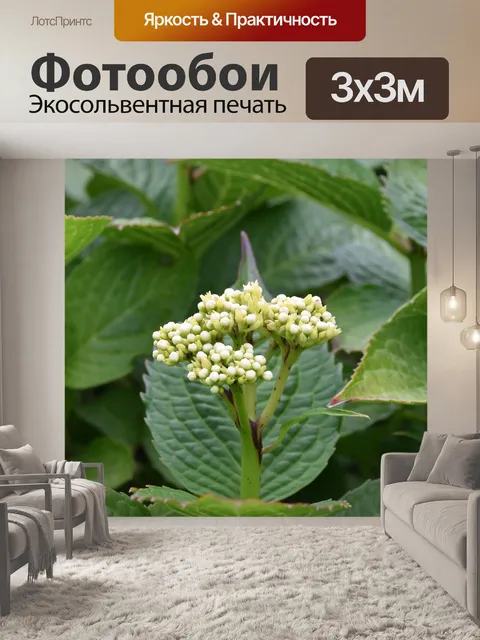 Фотообои Цветок