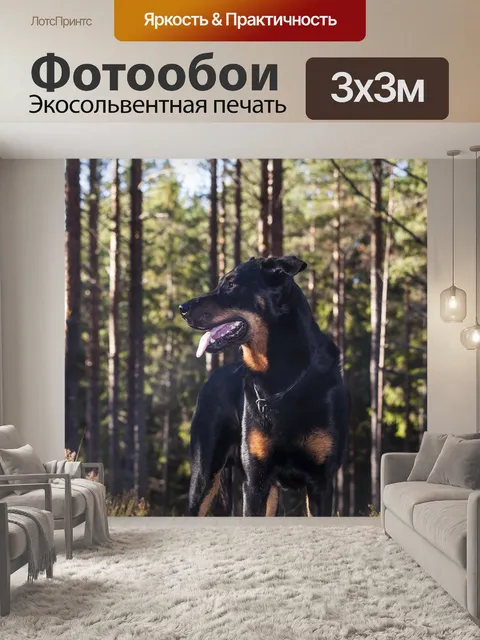 Фотообои Собака