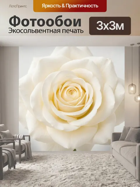 Фотообои Белая роза в крупном плане