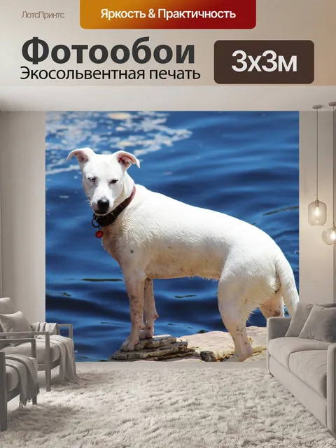 Фотообои Собака