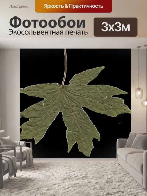 Фотообои Сухой зеленый лист