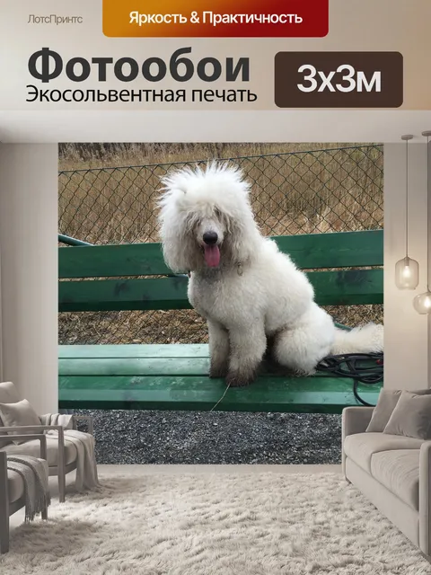 Фотообои Собака