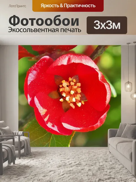 Фотообои Красный цветок