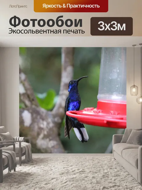 Фотообои Святилище колибри Коста-Рика