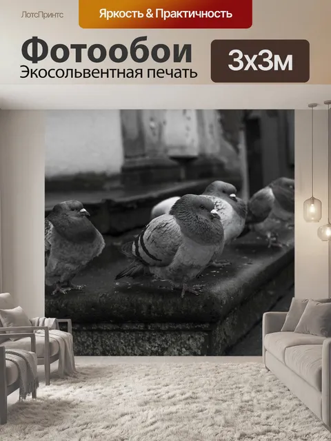 Фотообои Голубь