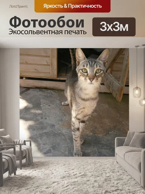 Фотообои Кошки