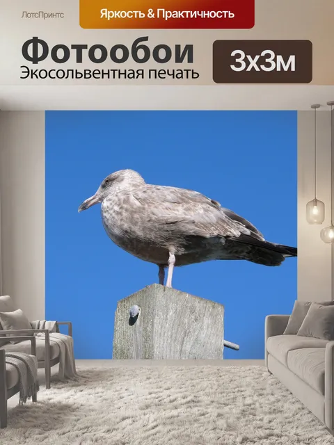 Фотообои Молодой чайка