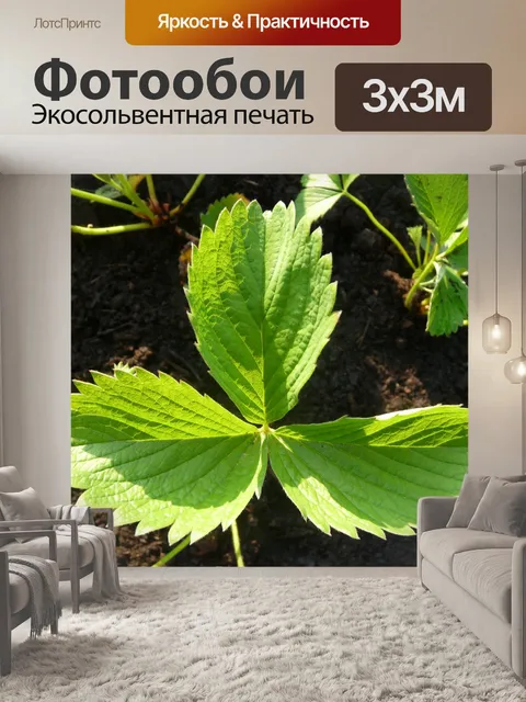 Фотообои Клубника завод