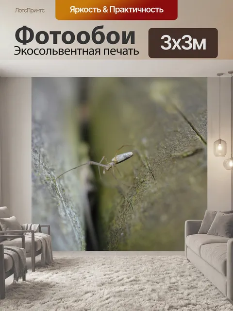 Фотообои Паук