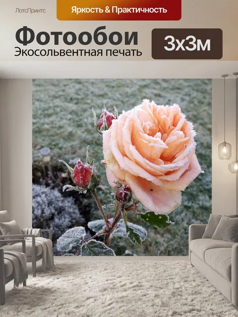 Фотообои Роза