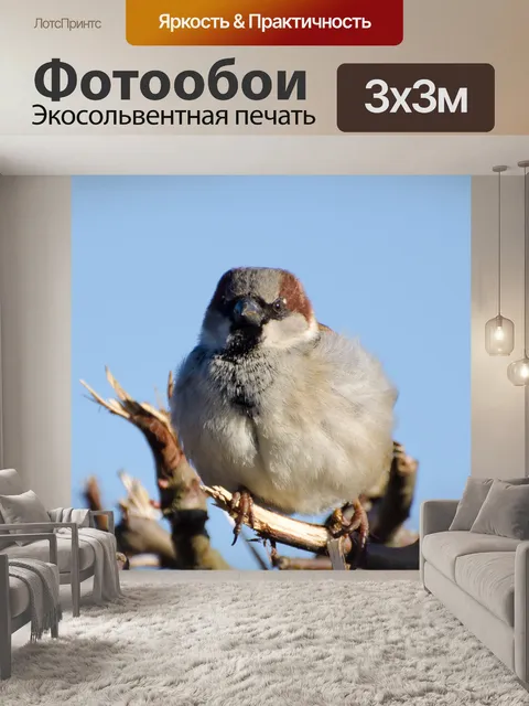 Фотообои Птица