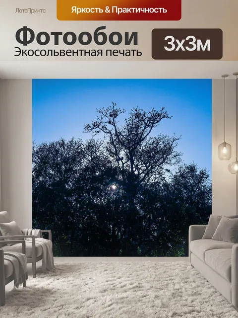 Фотообои Мертвое дерево, силуэт дерева