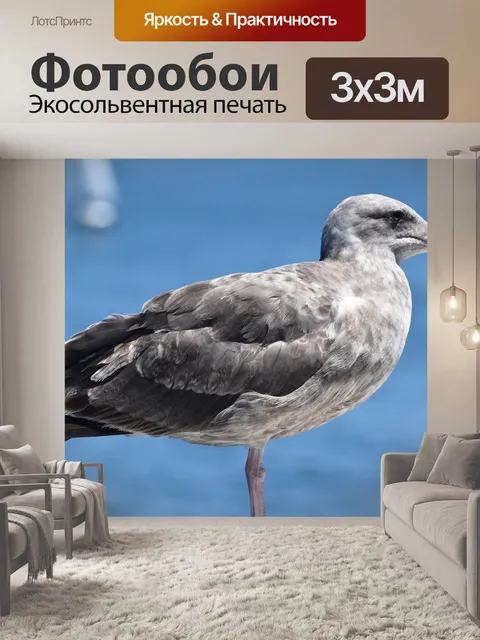 Фотообои Чайка