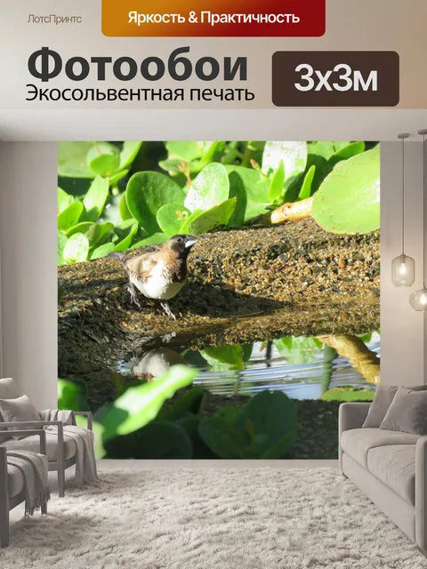 Фотообои Птица