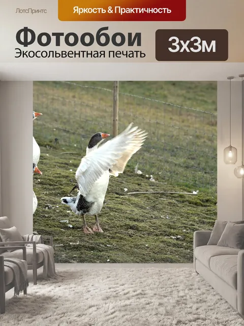 Фотообои Гуси
