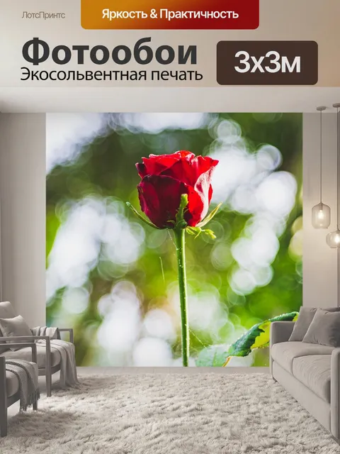 Фотообои Цветок розы