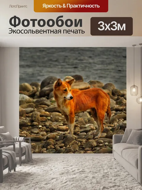 Фотообои Собака