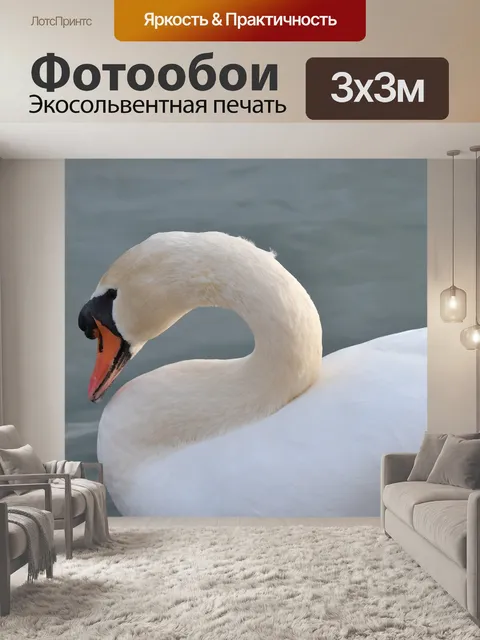 Фотообои Лебедь