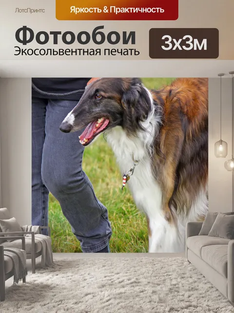 Фотообои Борзой собаки