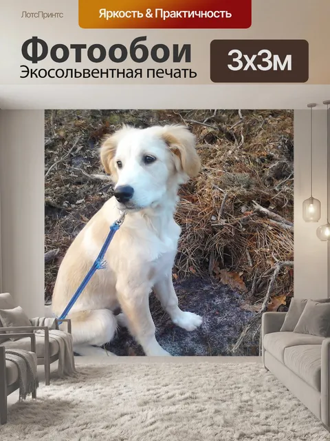 Фотообои Собака