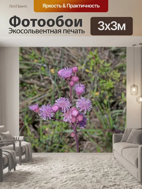 Фотообои Розовые цветы помпоны и бутоны