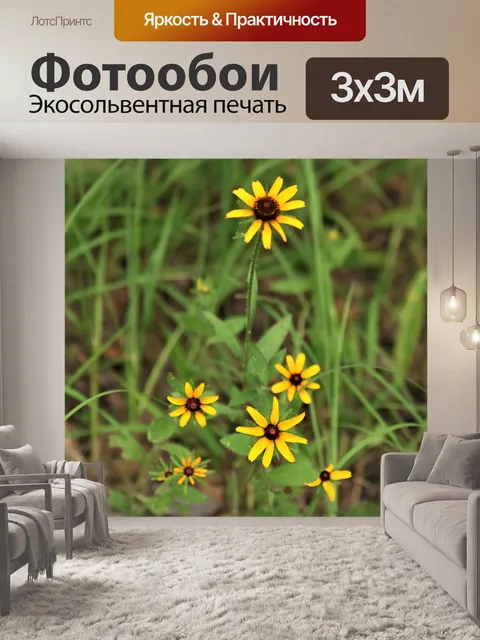 Фотообои Рудбекия Цветы в поле