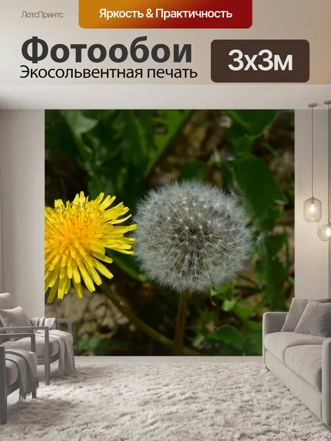 Фотообои Цветок одуванчика