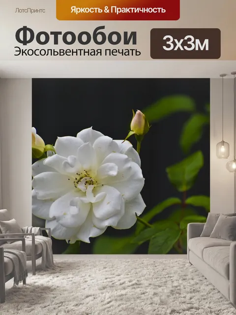 Фотообои Роза