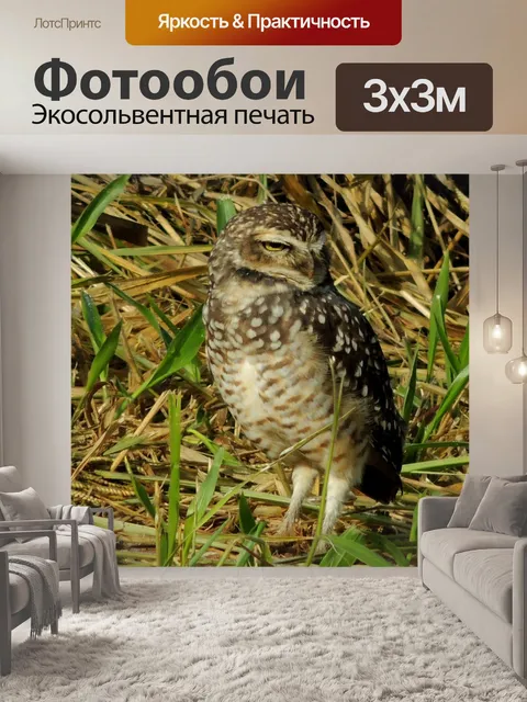 Фотообои Сова