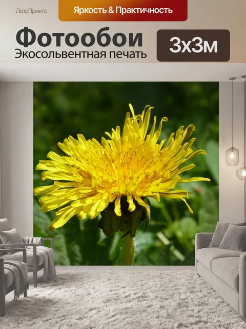 Фотообои Одуванчик