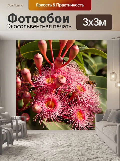 Фотообои Цветы эвкалипта