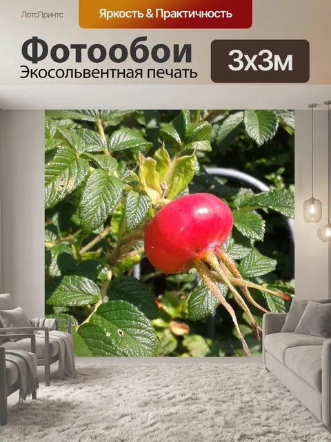 Фотообои Шиповник