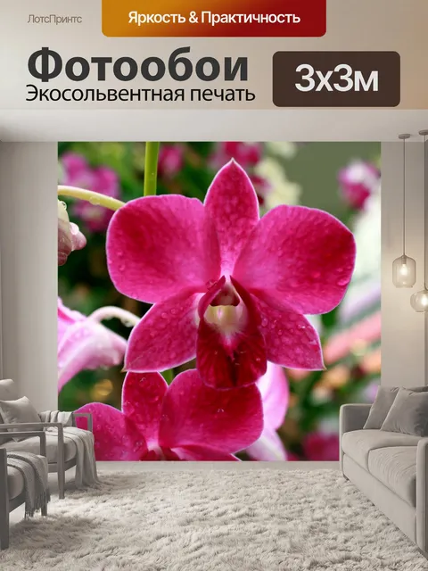 Фотообои Цветок орхидеи цветы