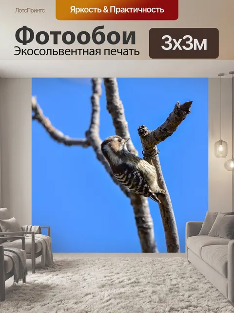 Фотообои Животное