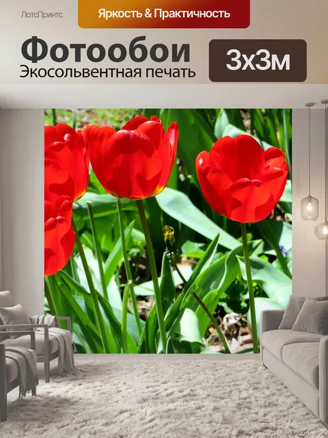 Фотообои Тюльпан