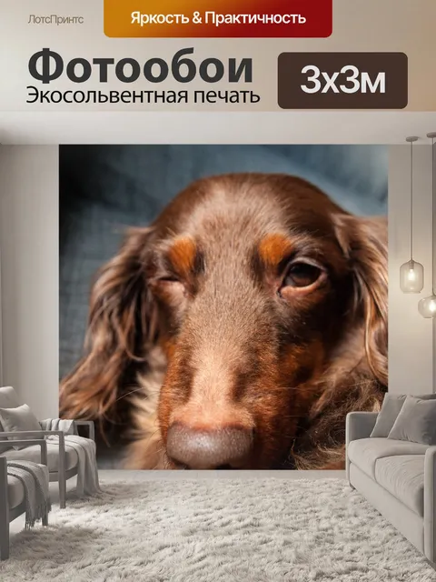 Фотообои Собака
