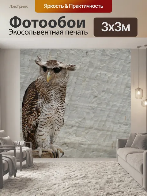 Фотообои Сова