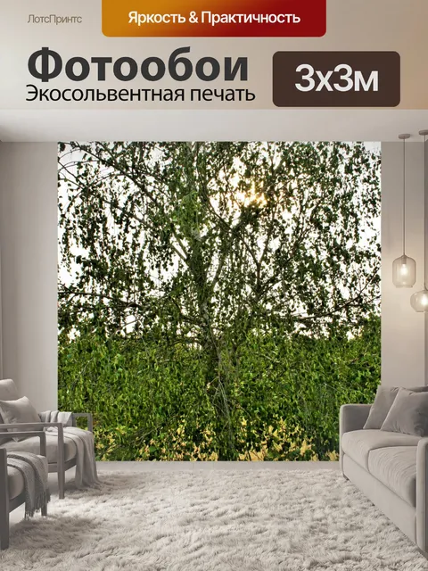 Фотообои береза ​​с белым стволом