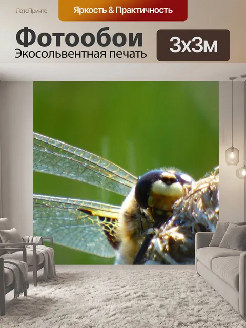 Фотообои Стрекоза играет в прятки
