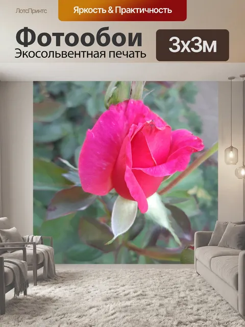 Фотообои Розовые розы