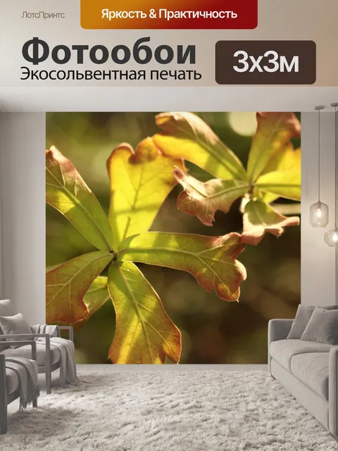 Фотообои Подсветка дубовых листьев весной