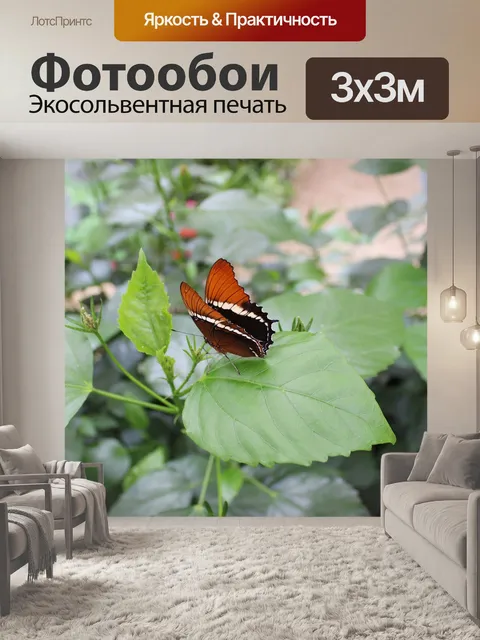 Фотообои Бабочка