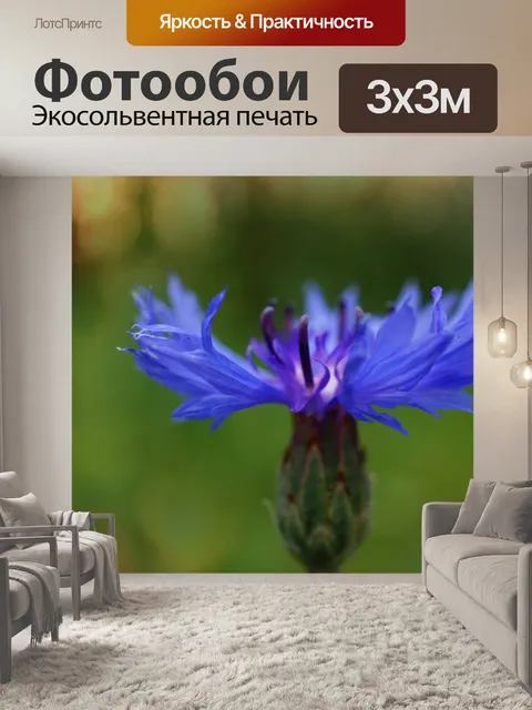Фотообои Цветы василька синие лепестки