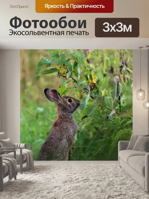 Фотообои Кролик