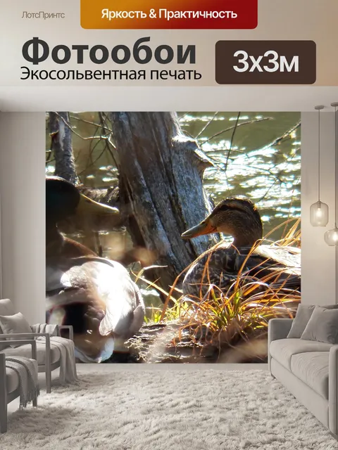 Фотообои Утки