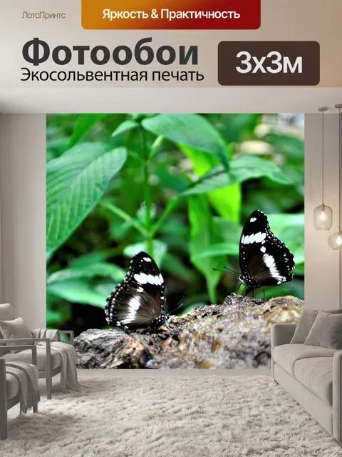 Фотообои Черно-белые бабочки