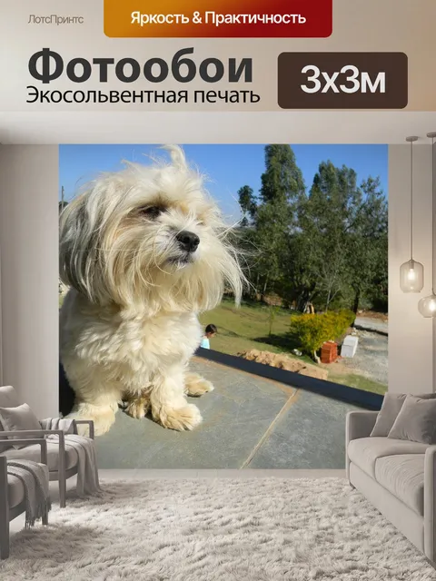 Фотообои Собака