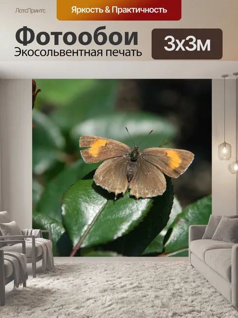 Фотообои Животное
